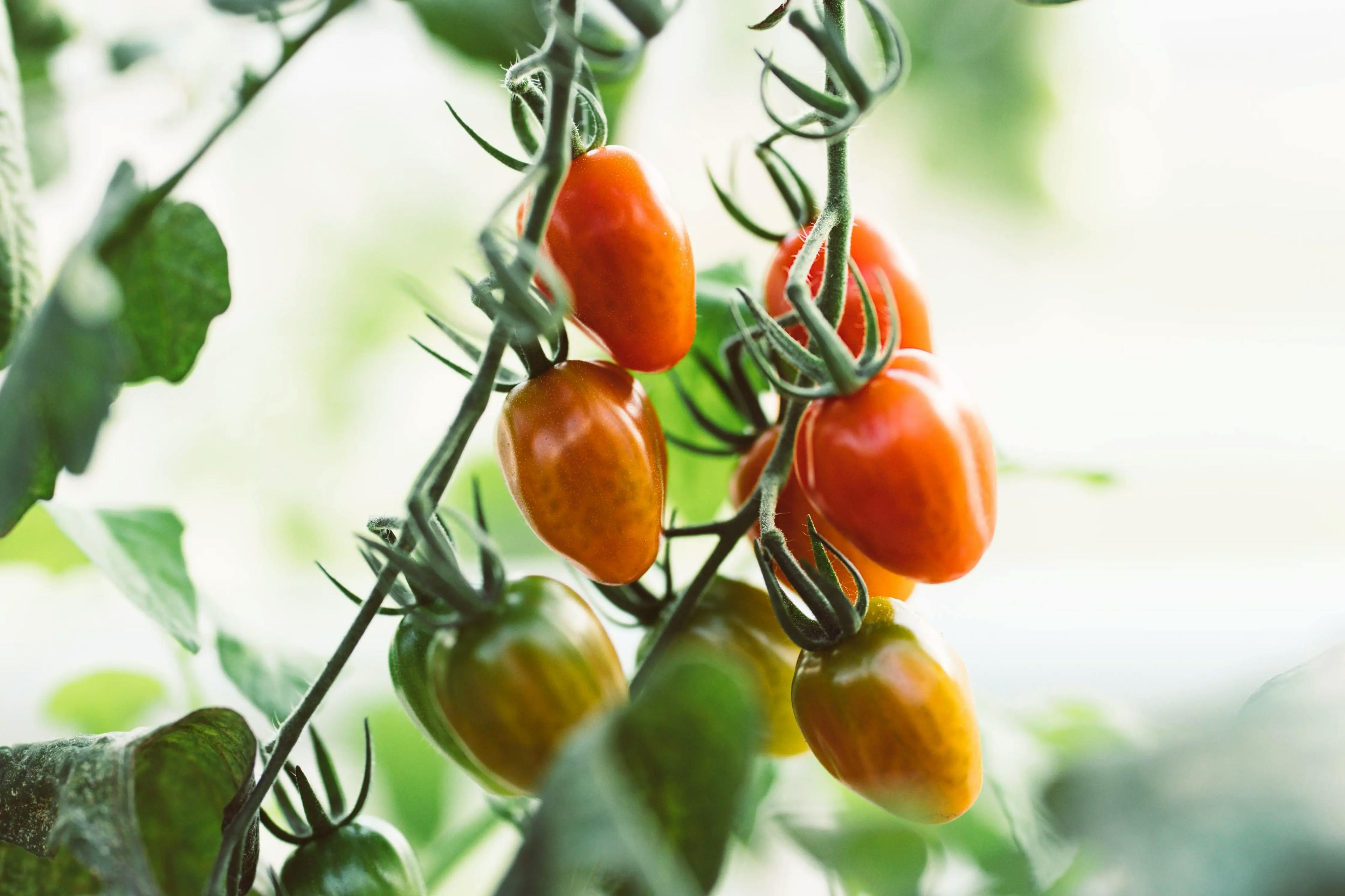 Tomat, agurk og salat - månedens smak i juli